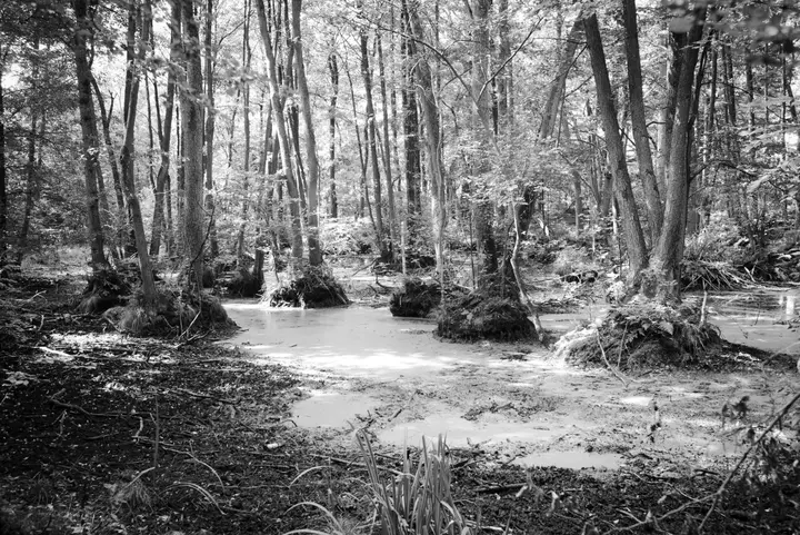 Die Sümpfe des Grumsin