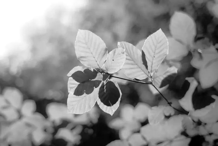 Das Blätterdach des Buchenwaldes Grumsin