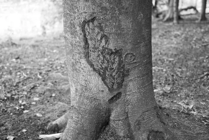 Biberbiss am Buchenstamm