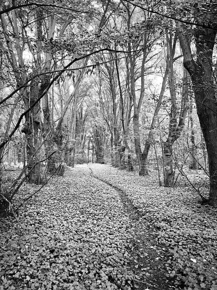 Pfade auf dem ehemaligen Friedhof