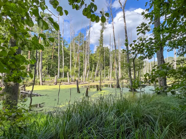 Im Briesetal bei Birkenwerder