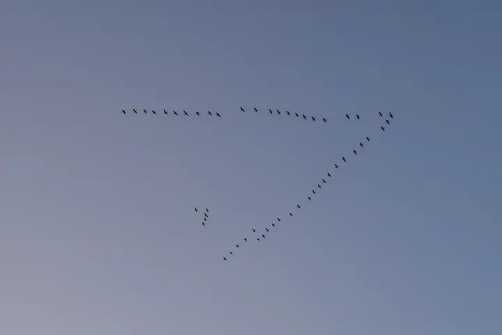 Formationsflug: Wildgänse auf der Reise