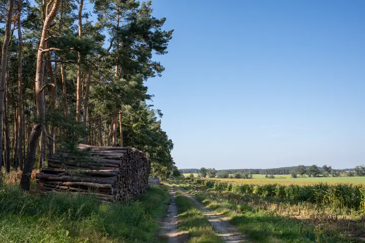 Zwischen Feld und Wald