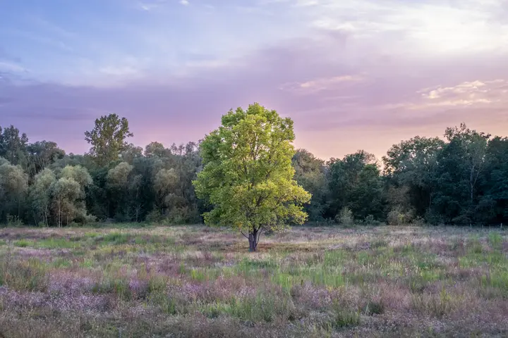 Naturnahe Landschaften der Döberitzer Heide