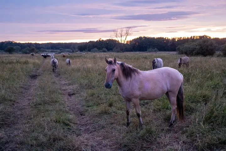 Sorraiapferde in der Döberitzer Heide