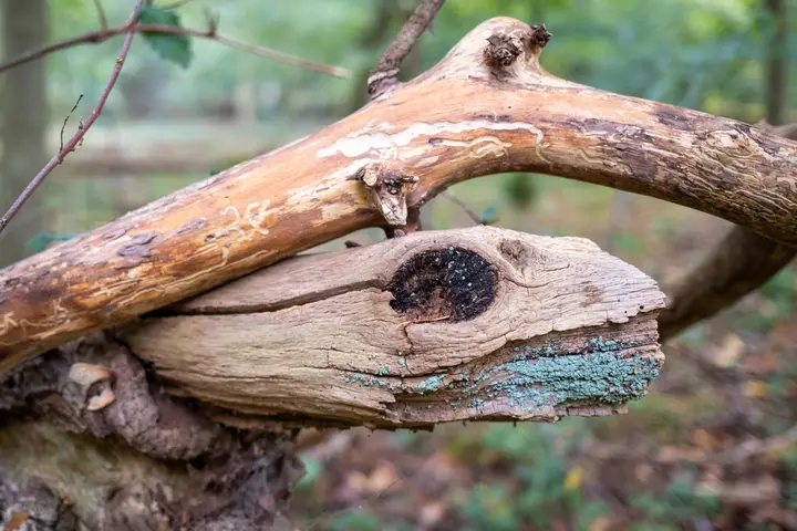 Märchenhaft verwittertes Totholz im Zootzen