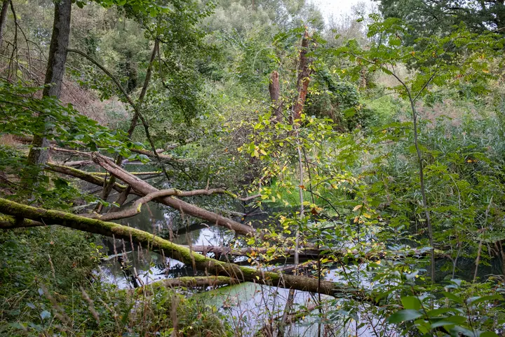 Der alte Rhin im NSG Zootzen