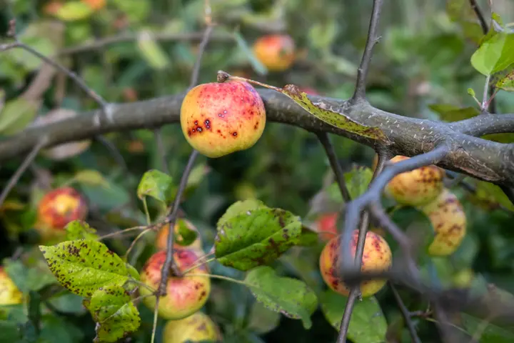 Wilde Äpfel am Rhinkanal
