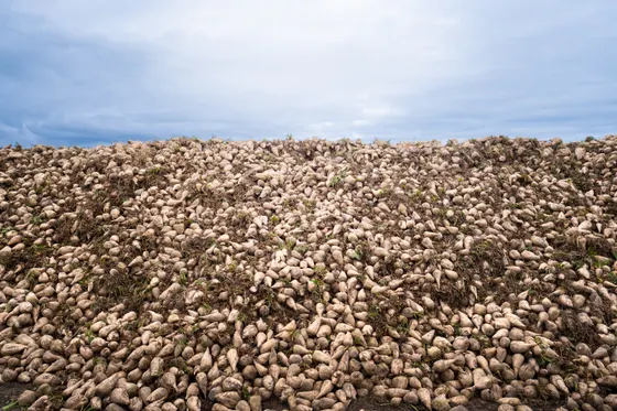 Alles Rübenköppe hier