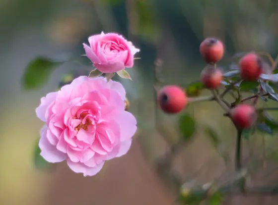 Leicht abgeblendet, immer noch ein harmonisches Bokeh