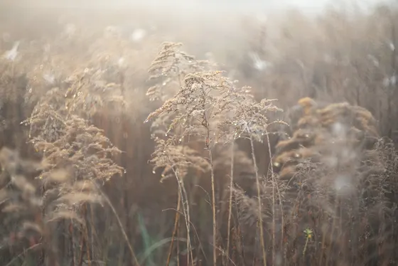 Schön zum Freistellen: Offenblende, Swirl und Zentrumsschärfe