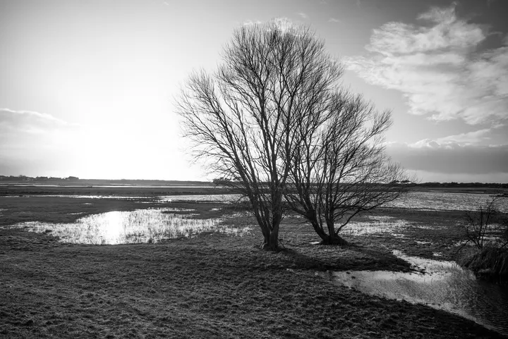 Kahle Bäume in den überfluteten Salzwiesen am Bodden