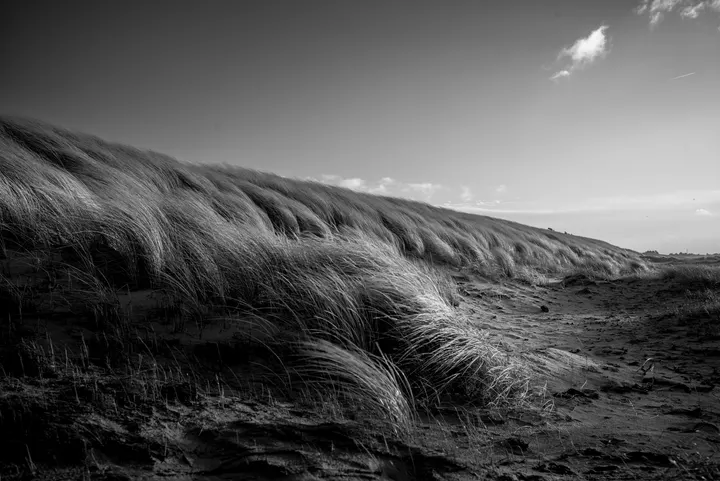 Dünengras im Wind auf der Düne