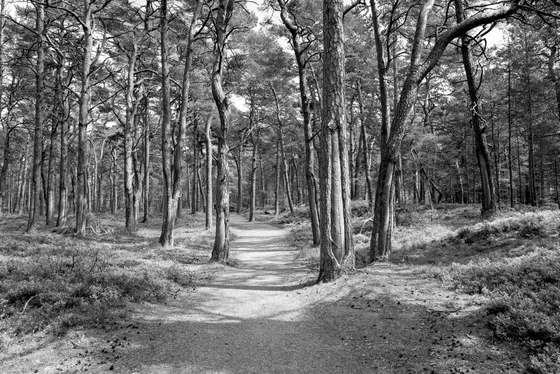 Im Mückenwald von Prerow