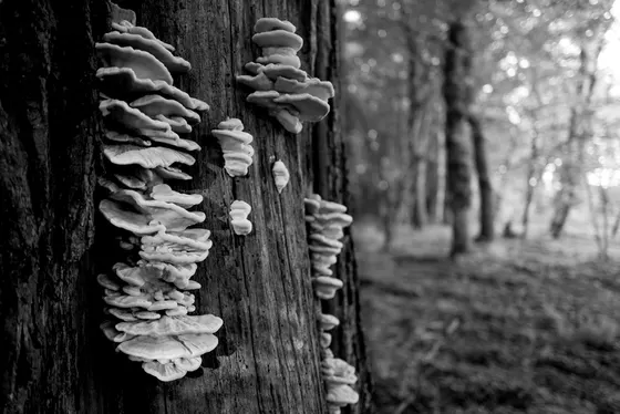 Im Schlosspark Schlemmin