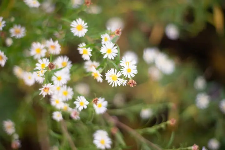 Zarte Unschärfe bei Offenblende
