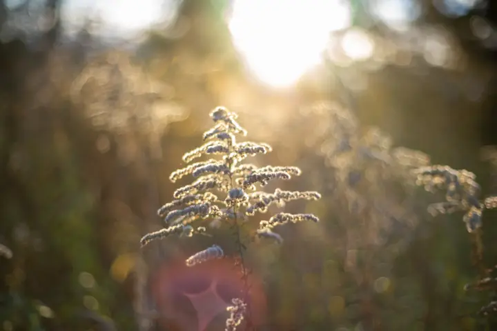 Flares im Gegenlicht