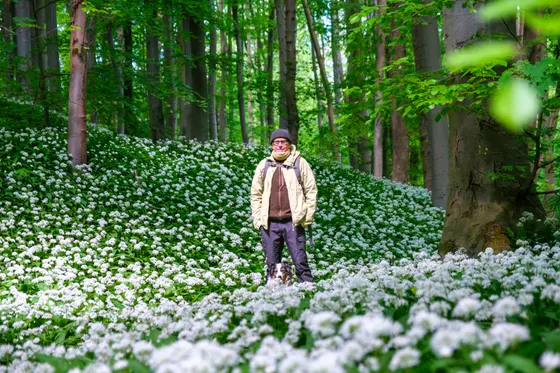 Im Bärlauchwald bei Heimburg