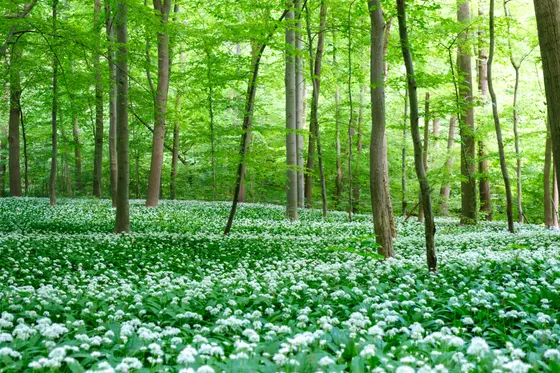 Im Bärlauchwald bei Heimburg