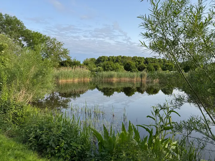 Röhricht und Schild am Ufer