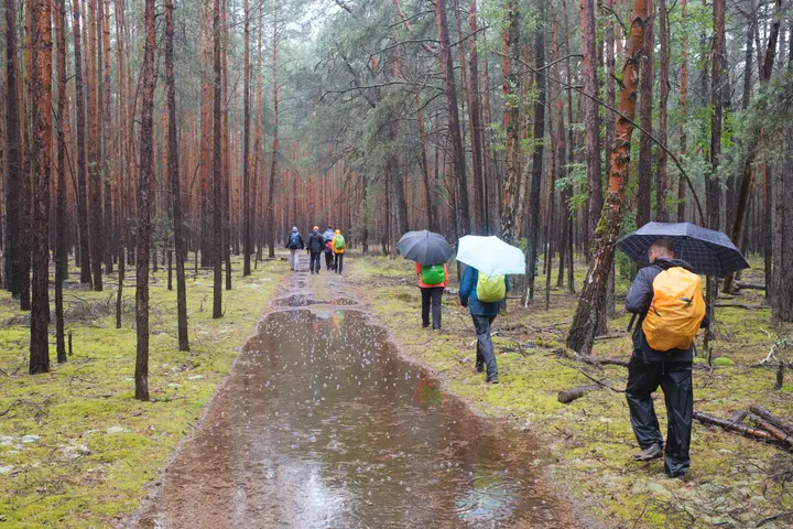 Wasserwege im Regenwald