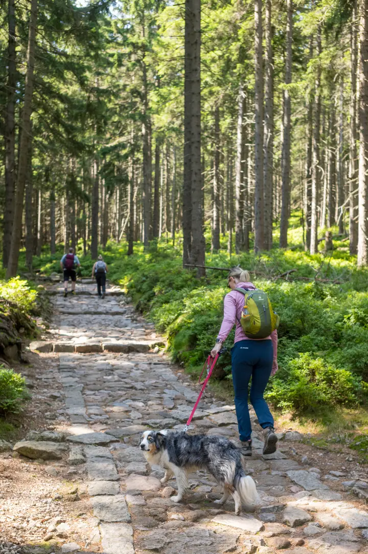 Der Weg im Nationalpark