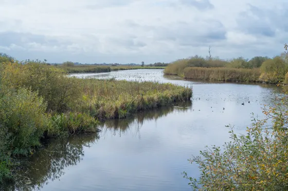 Wassergraben im Moor