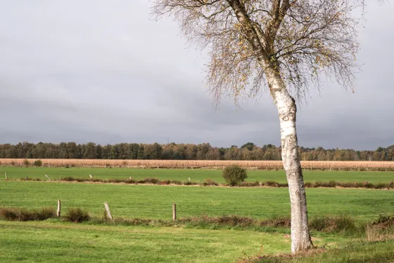 Grünlandflächen im Teufelsmoor