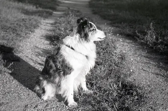 Meine Hündin Milli, der Feldkomet