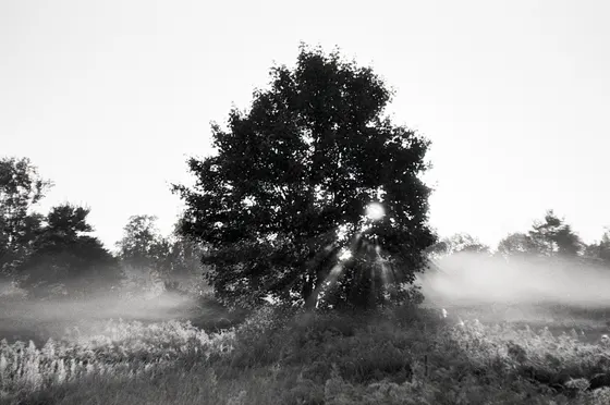 Morgennebel auf dem Feld