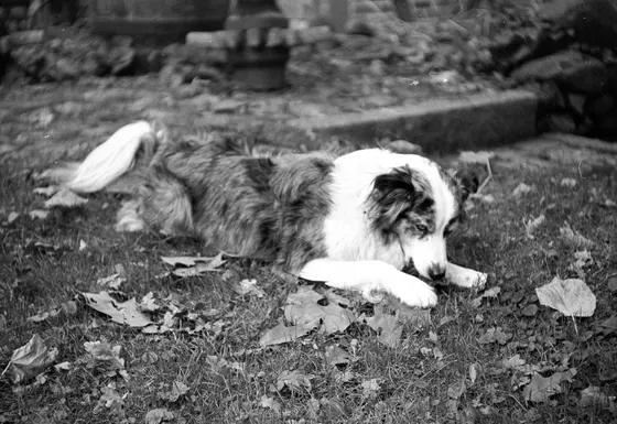 Meine Hündin Milli, der Feldkomet