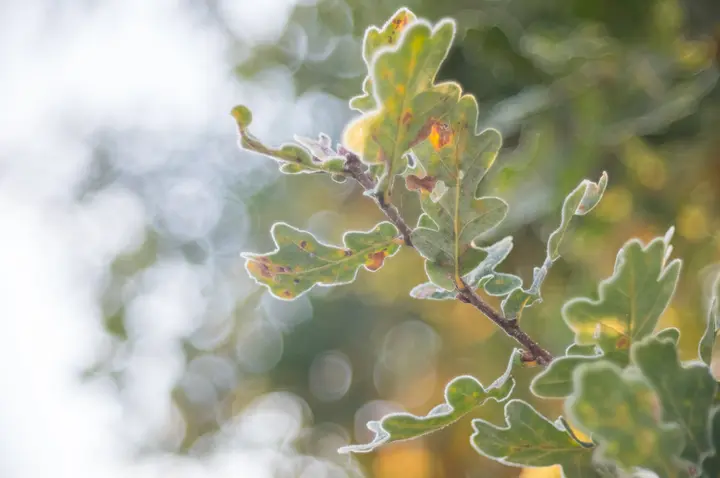 Eichenblätter und Lichtbälle