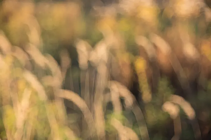 Hintergrundunschärfe Beispiel - Gräser auf dem Feld