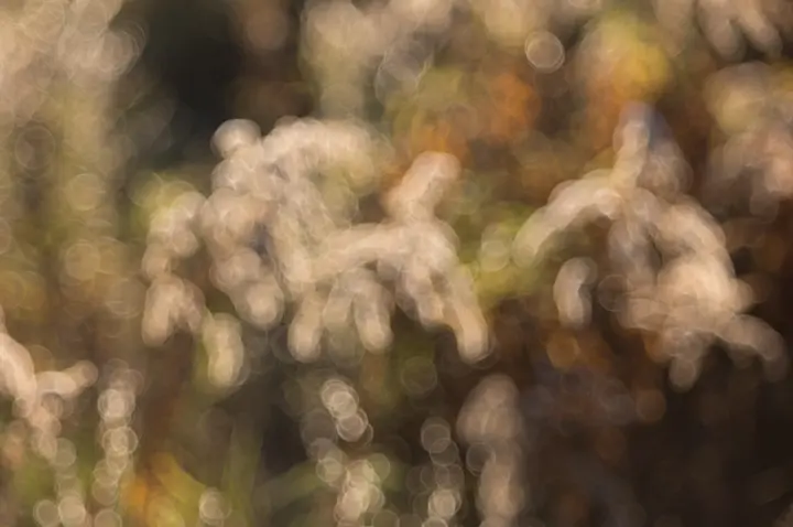 Hintergrundunschärfe Beispiel - Gräser auf dem Feld