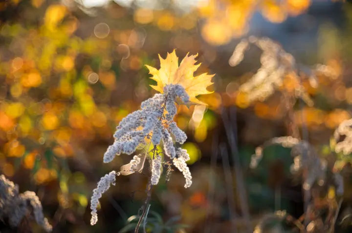 Hintergrund wird Vordergrund: Ablenkung vom Motiv