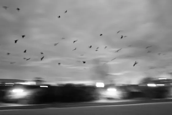 Möven, Möven, Möven