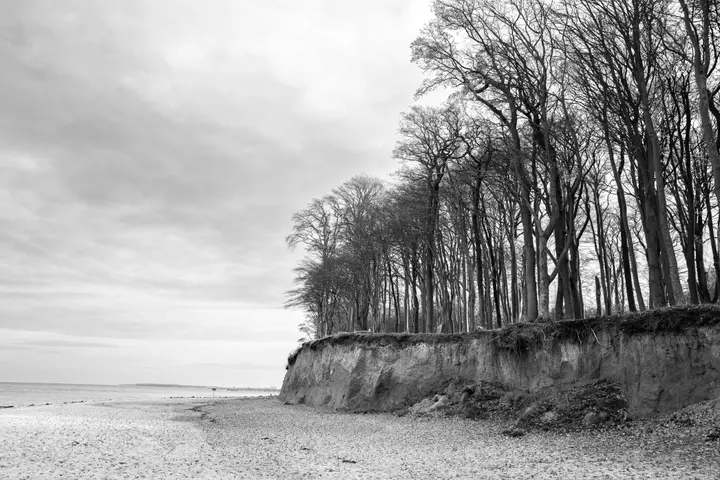 Waldstück am Strand vor Heiligendamm