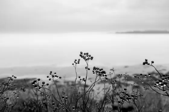 Regenohrringe am Salzhaff