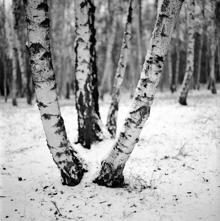 Birken am Hahneberg. Hasselblad 500