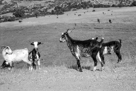 Ziegen, überall Ziegen
