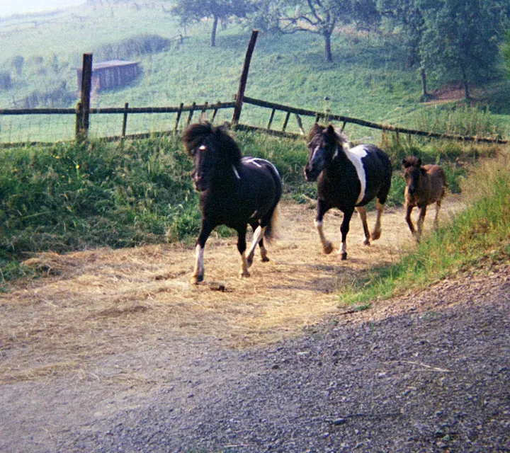 Das Land der Träume meiner Kindheit. Der Hahnenbach im Westerwald