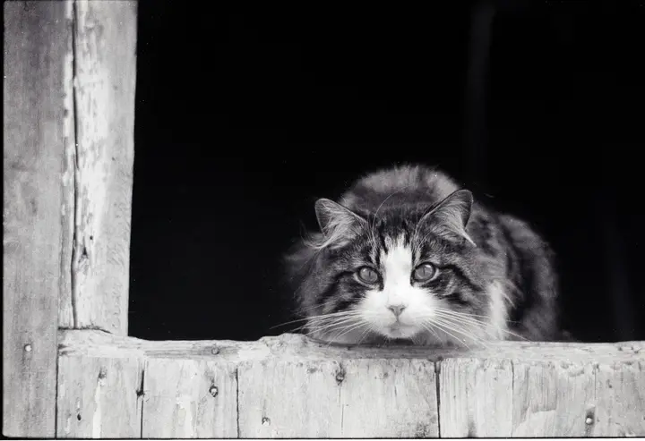 Langhaarige Katze schaut aus einem dunklen Stallfenster über ein Holzbrett, Schwarz-Weiß-Negativ von 1980