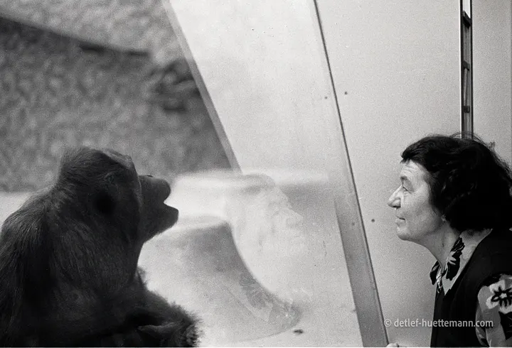Gorilla und Besucherin stehen sich an der Scheibe des Affenhauses gegenüber