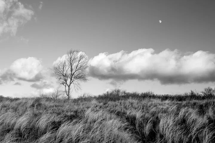Blattloser Baum auf Düne vor Wolken