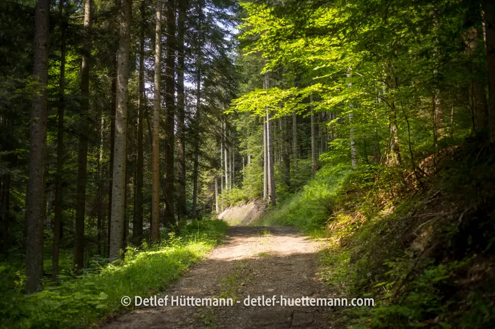Waldweg in den Niederen Beskiden