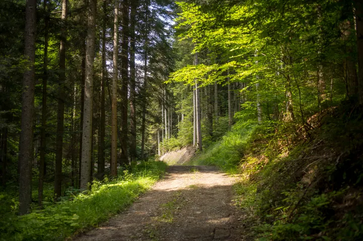 Waldweg in den Niederen Beskiden