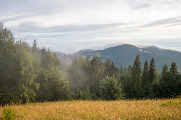 Nebel in den Wäldern der Inselbeskiden bei Szczawa