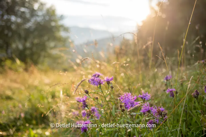 Wilde Blumen auf den Wiesen