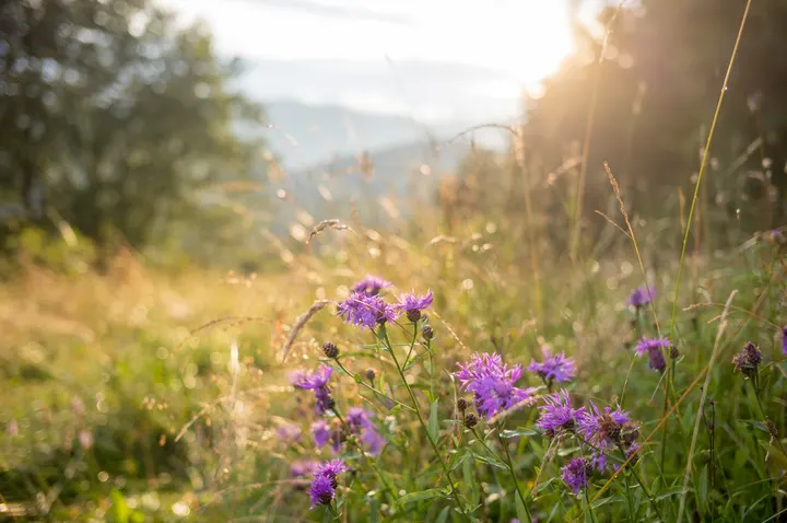 Wilde Blumen auf den Wiesen