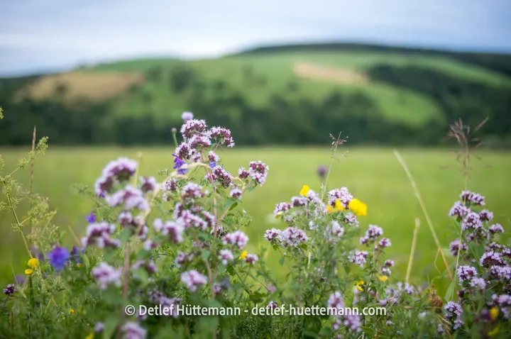 Wilder Majoran am Wegesrand in den Niederen Beskiden